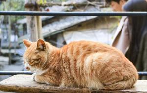 猫太胖了毁所有怎么办? WOWO猫粮为你解决