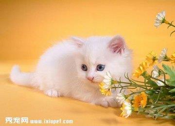 猫抓棒的训练方法详解