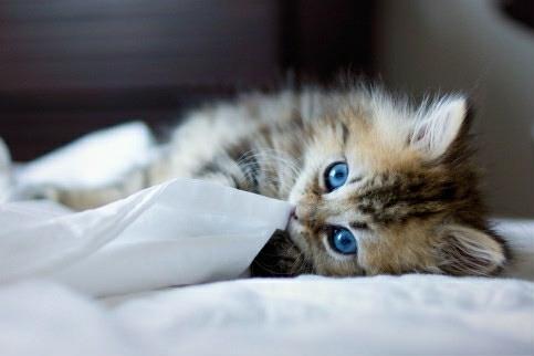 猫口臭怎么办？猫口臭的原因是什么？