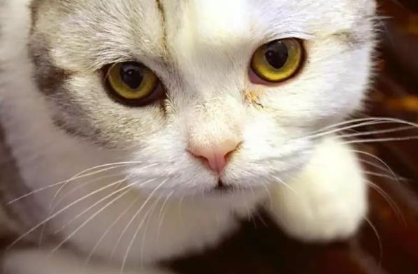 猫咪日常眼部护理应该怎么做