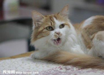 训练挪威森林猫地上打滚的方法