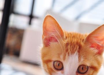 让猫咪上自己的猫盆办法问我