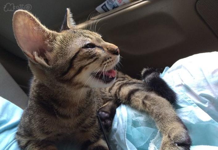 猫咪晕车怎么办？克服猫咪晕车的方法