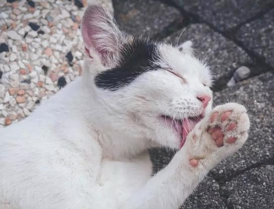 猫咪只吃肉，该怎么纠正