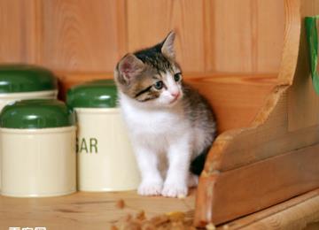 改变猫猫爱抓家具搞破坏的陋习