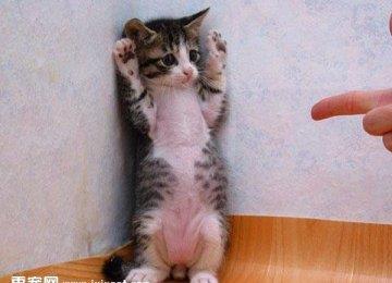 猫猫训练后可以做那些事？