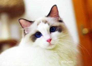 布偶猫乱抓东西怎么办？如何训练【图】