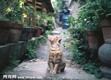 猫猫肢体语言——猫咪求助讯号
