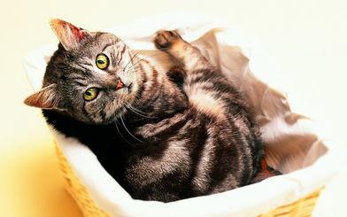 猫咪患了猫藓怎么办？这些处理方法你一定要知道！