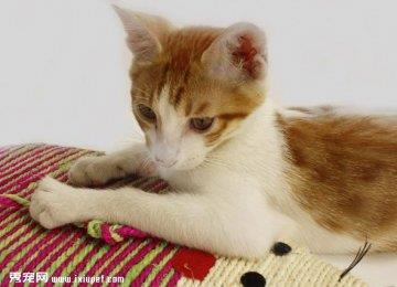 猫咪磨爪的原因及训练猫咪固定地方磨爪