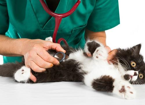 母猫绝育手术多少钱？母猫绝育后要注意什么？