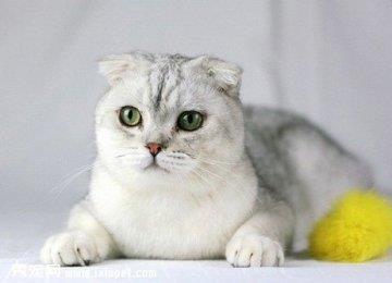 如何训练猫猫在固定的地方睡觉？