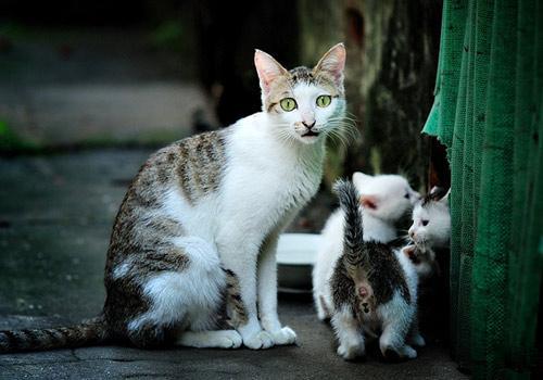 猫咪怀孕了，我们该怎么做？
