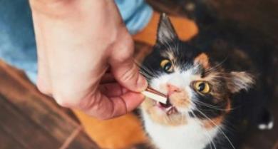 猫咪身上怎么驱虫? 新手猫奴快看!
