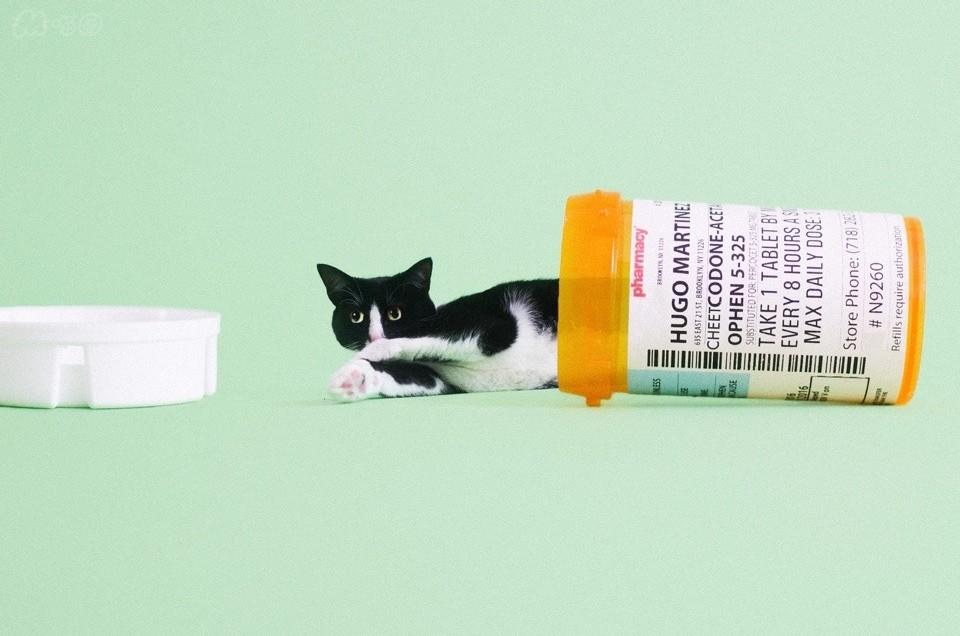 猫咪感染耳螨怎么办？教你如何治疗猫咪耳螨的方法