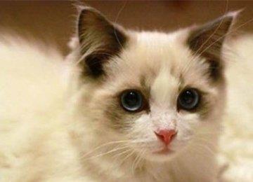 猫猫调教训练刺激方法分为非条件刺激和条件刺激