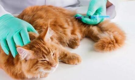 猫咪打疫苗前后要注意什么? 猫咪打疫苗的那些事!