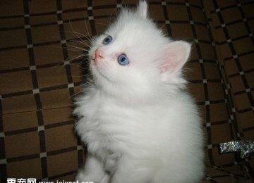 如何训练宠物猫猫不在床上睡觉？