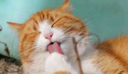 猫咪干呕是什么原因? 千万不要忽视猫频繁干呕!