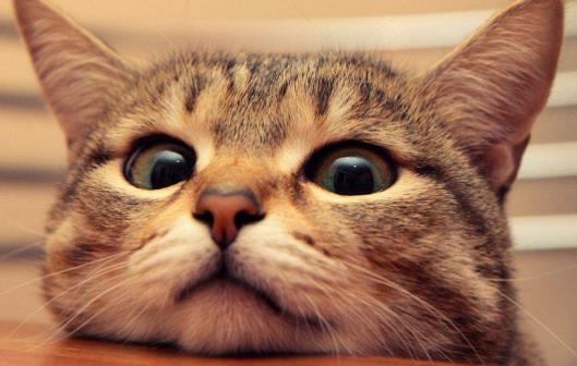 为什么有的猫咪离开家就不会再回来了？原因在这里！