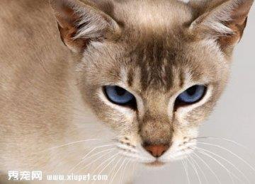 宠物猫猫2-3月该如何训练？