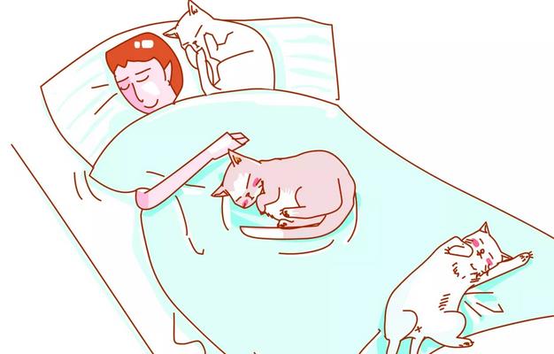 盘点 猫咪喜欢的那些睡眠区域