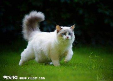 如何训练布偶猫抓东西？