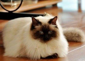 如何让布偶猫听从命令认真训练？