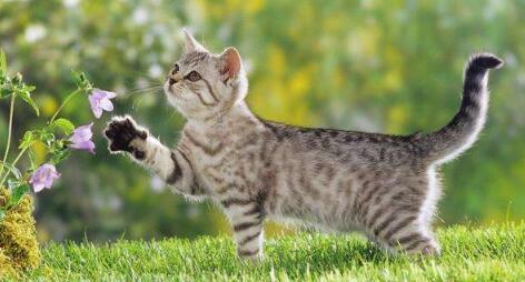 猫咪便秘在家怎么处理? 正确解决猫咪便秘的方法!