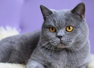 如何训练英国短尾猫在马桶上厕所？