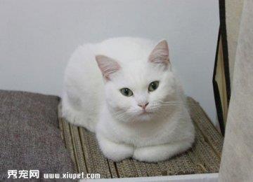 英国短尾猫的日常训练方式与方法