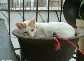 如何培养猫猫良好的饮食习惯？