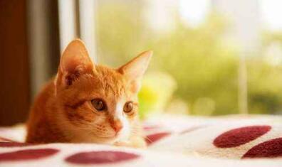 猫咪有哪些常见疾病? 这几种情况需要重视起来!