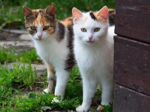 猫咪可以遛吗？选对装备，猫咪照样可以遛！