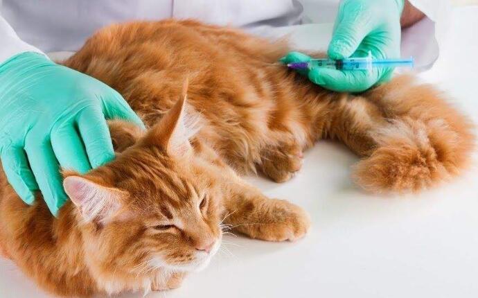 猫疫苗多久打一次,你知道吗?