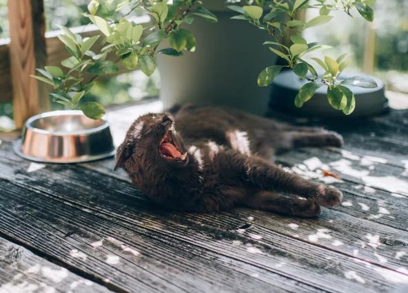 猫猫的基础家庭体检