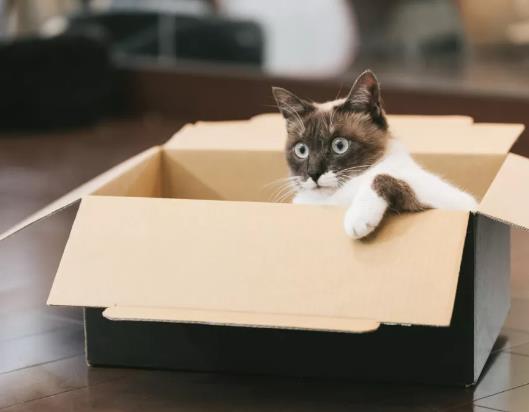 猫进新家，你需要知道的5件事