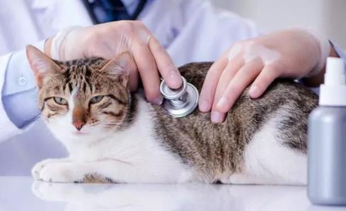 猫咪拉稀是哪些原因造成的? 导致猫咪拉稀的原因!
