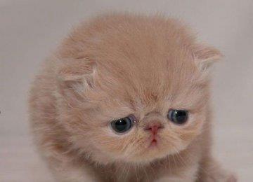如何训练苏格兰折耳猫不乱抓家具？