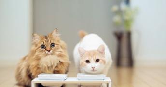 养猫不光要勤打扫,消毒也非常重要!