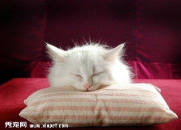 如何为波斯猫拍照做训练？