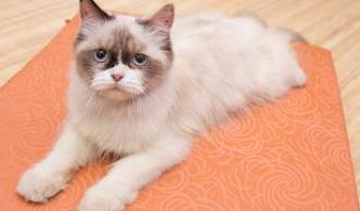 养猫家庭怎么消毒? 别让消毒变成中毒!
