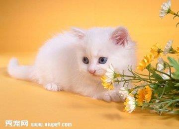 波斯猫在不同的场景怎么区别训练？