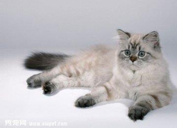 给波斯猫训练用什么态度对待训练效果最好？