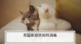 养猫用什么消毒液最好? 适合养猫家用的消毒液推荐!