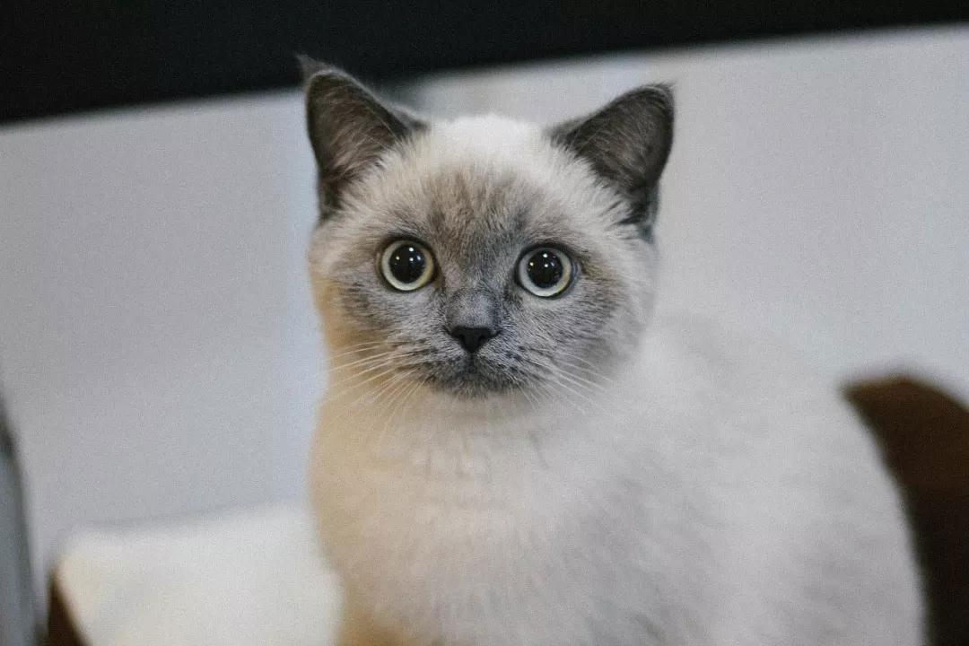 猫咪吃猫粮易得哪些病?