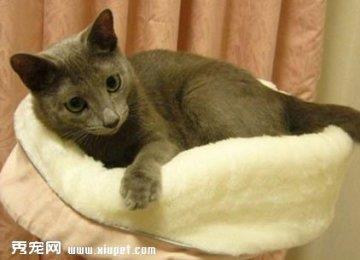 猫咪多大才会开始捉老鼠？