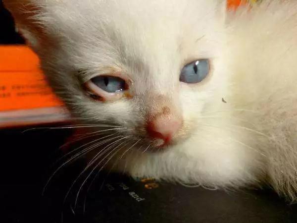 猫鼻支痊愈后，要终身隔离么?