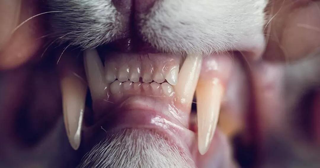繁育人要知道的：猫咪的牙齿结构及其生长发育