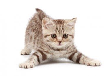 在路上见到猫猫，怎样打招呼才能得到回应？